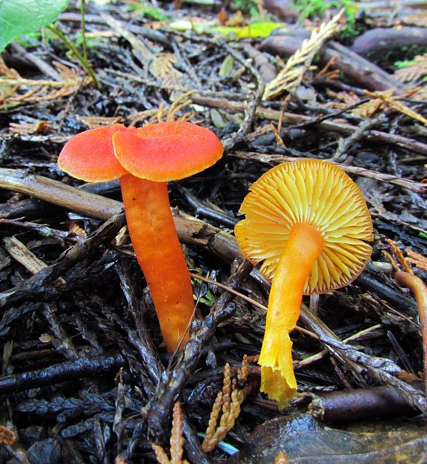 lúčnica Hygrocybe sp.