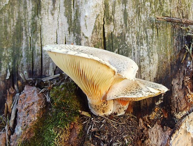 húževnatec tigrovaný Lentinus tigrinus (Bull.) Fr.