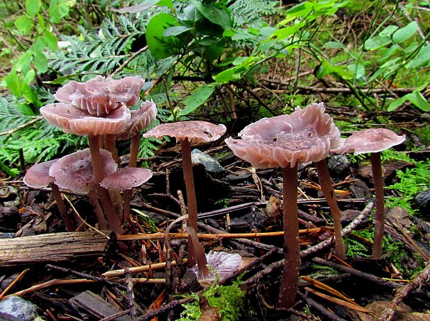 prilbička reďkovková Mycena pura (Pers.) P. Kumm.