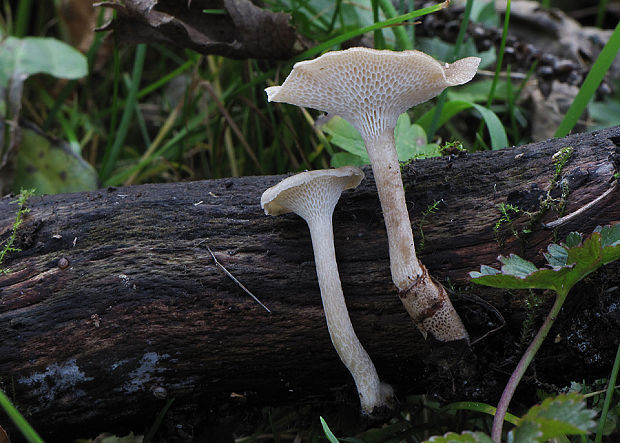 trúdnik Polyporus sp.