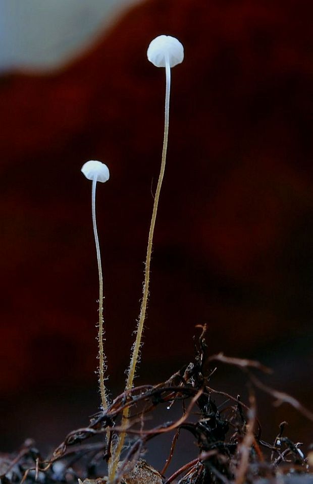 Rhizomarasmius setosus (Sowerby) Antonín & A. Urb.