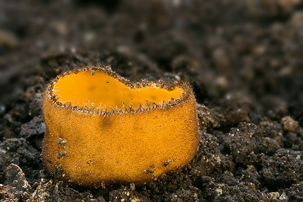 humária Humaria aurantia (Clem.) Häffner, Benkert & Krisai