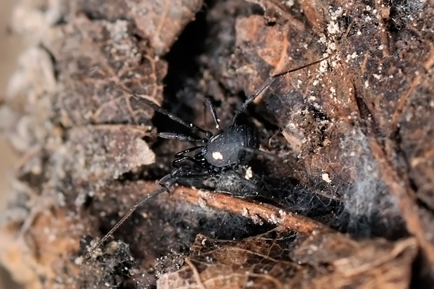 nemastóma striebristá  Nemastoma lugubre