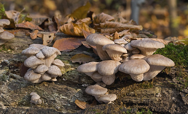 hliva ustricovitá Pleurotus ostreatus (Jacq.) P. Kumm.