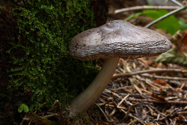 štítovka jelenia Pluteus cervinus (Schaeff.) P. Kumm.