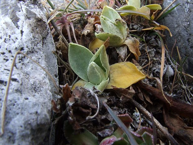 prvosienka holá Primula auricula L.