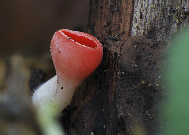 ohnivec Sarcoscypha sp.