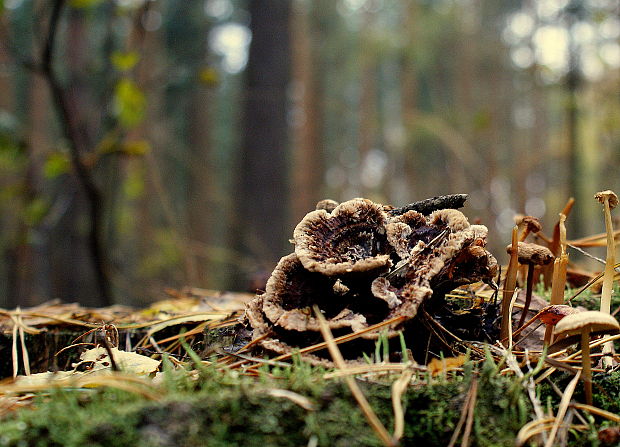 plesňovka zemná Thelephora terrestris Ehrh.