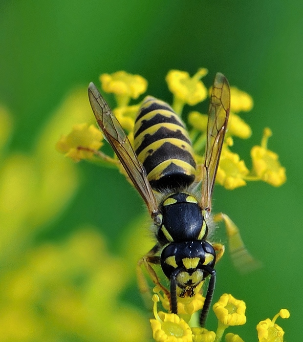 osa obyčajná Vespula vulgaris