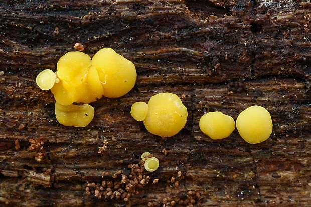 okrasník žltý Calycina citrina (Hedw.) Gray