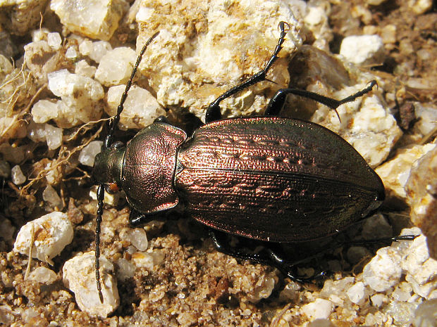 bystruška Carabus arvensis