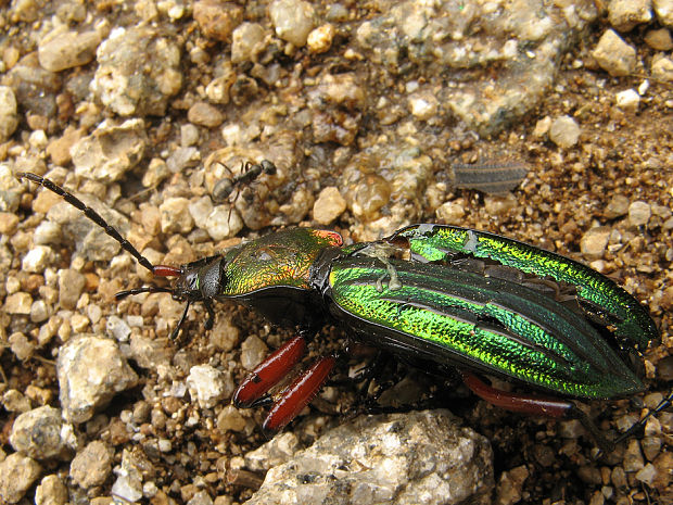 bystruška zlatá Carabus auronitens