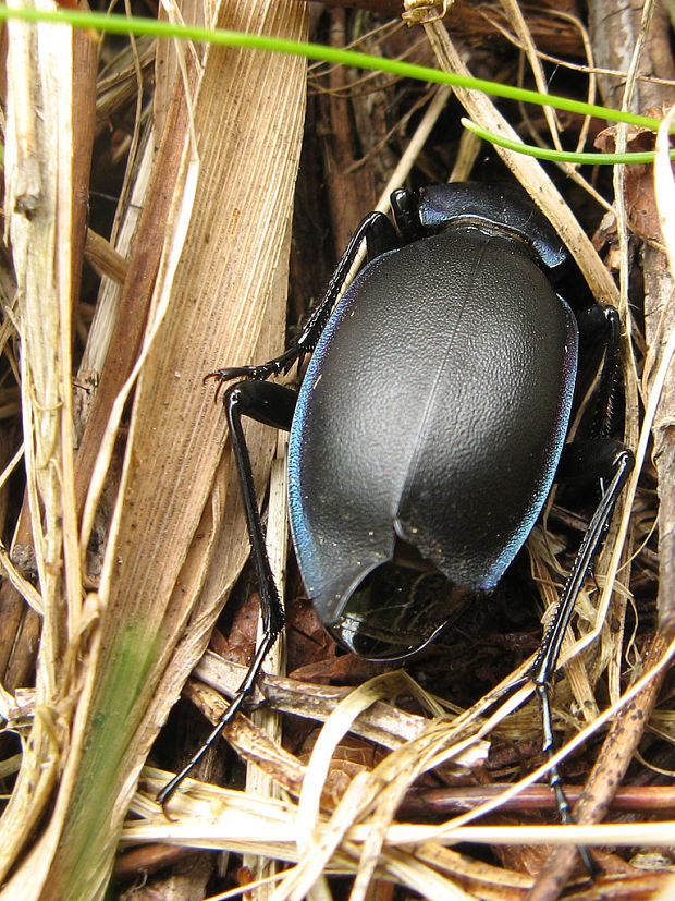 bystruška fialová Carabus violaceus