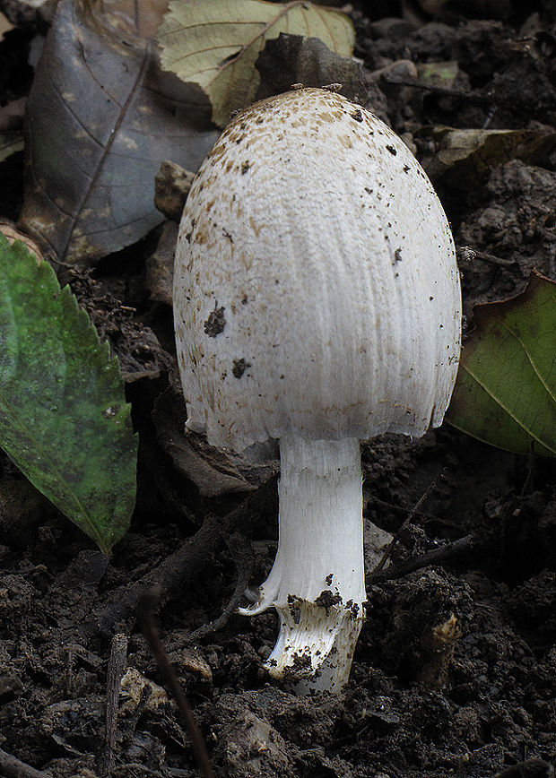 hnojník Romagnesiho Coprinopsis romagnesiana  (Singer) Redhead, Vilgalys & Moncalvo