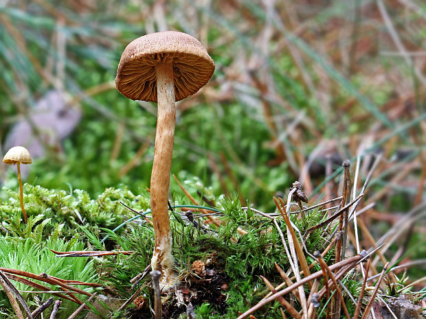 pavučinovec Cortinarius sp.