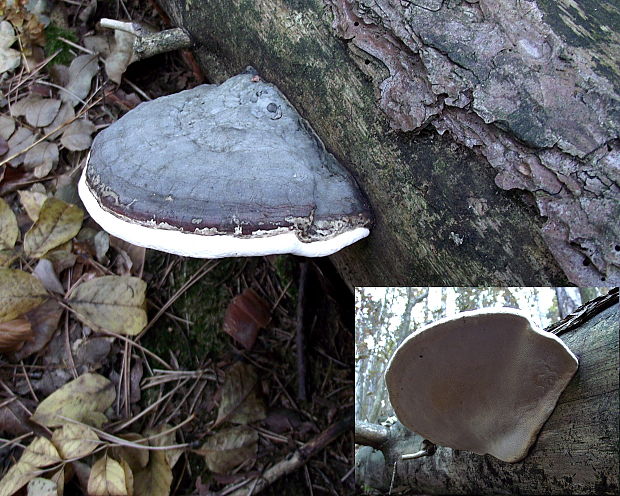 práchnovček pásikavý Fomitopsis pinicola (Sw.) P. Karst.