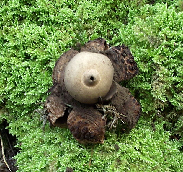 hviezdovka červenkastá Geastrum rufescens Pers.