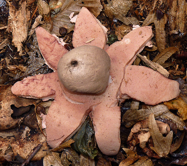 hviezdovka červenkastá Geastrum rufescens Pers.