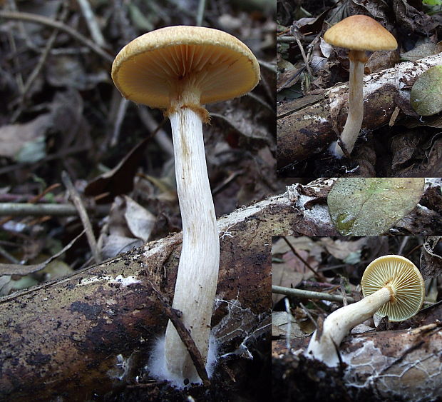 šupinovec nevoňavý Gymnopilus penetrans (Fr.) Murrill