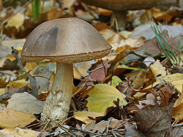 kozák brezový Leccinum scabrum (Bull.) Gray