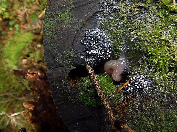 lindblatka válcovitá (cz) Lindbladia tubulina   ?