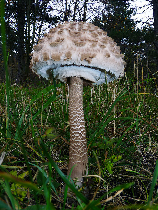 bedľa vysoká Macrolepiota procera (Scop.) Singer