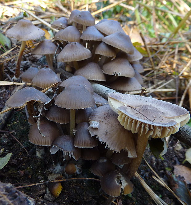 prilbička naklonená Mycena cf. inclinata (Fr.) Quél.