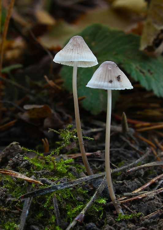 prilbička Mycena sp.