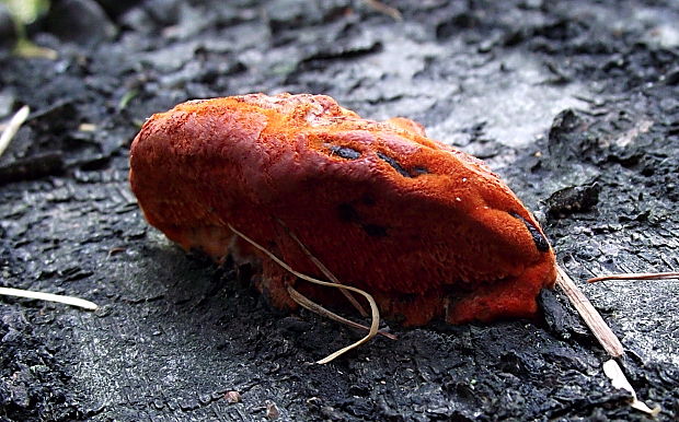 červenica rumelková Pycnoporus cinnabarinus (Jacq.) P. Karst.