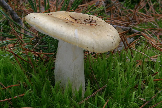 plávka hlinovožltá Russula ochroleuca Fr.