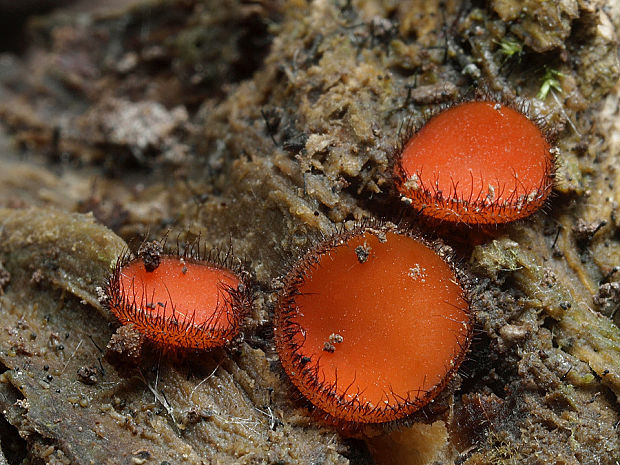 štítovnička Scutellinia sp.