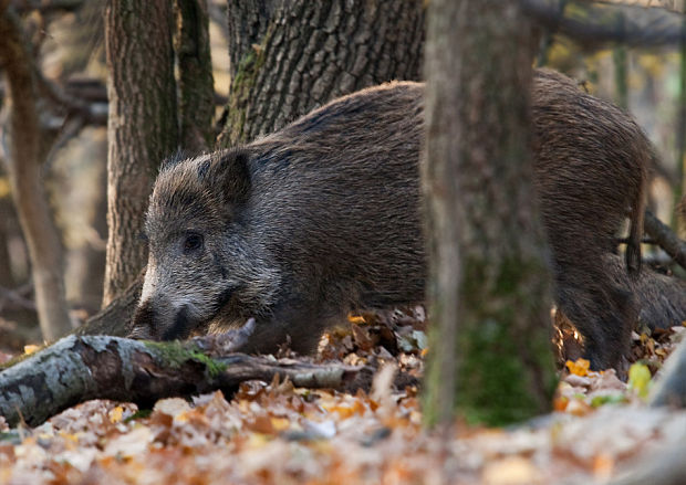 diviak lesný Sus scrofa