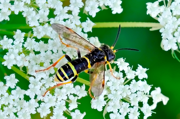 piliarka Tenthredo distinguenda