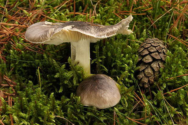 čírovka sivá Tricholoma portentosum (Fr.) Quél.