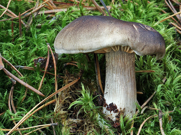 čírovka mydlová Tricholoma saponaceum (Fr.) P. Kumm.