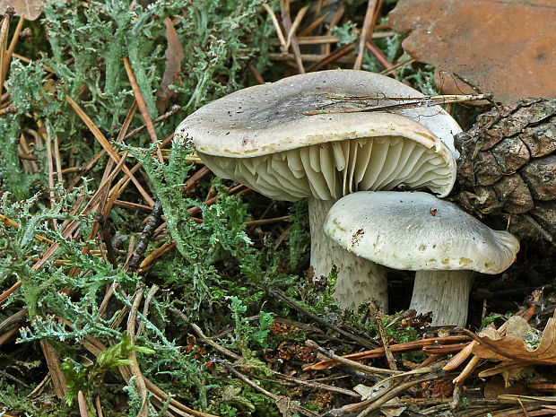 čírovka Tricholoma sp.