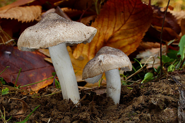 čírovka zemná Tricholoma terreum (Schaeff.) P. Kumm.