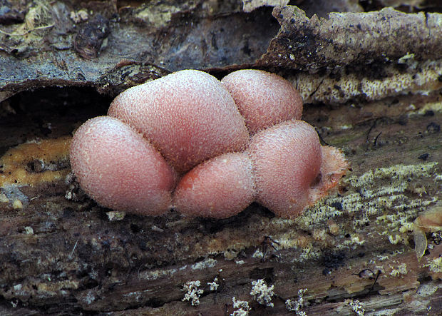 vlčinka Lycogala sp.