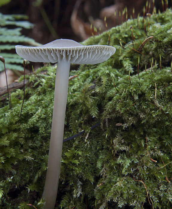 prilbička Mycena sp.