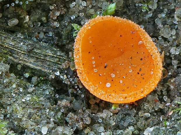 tanierovka oranžová Aleuria aurantia (Pers.) Fuckel