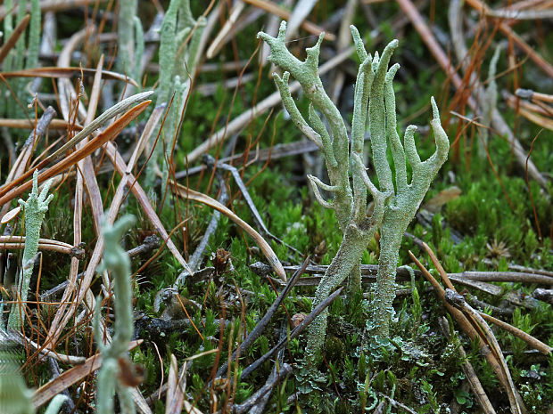 dutohlávka Cladonia sp.