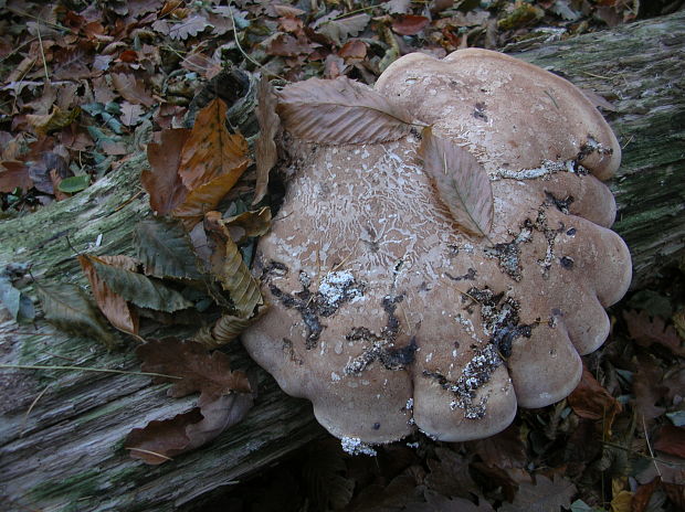 brezovník obyčajný Fomitopsis betulina (Bull.) B.K. Cui, M.L. Han & Y.C. Dai