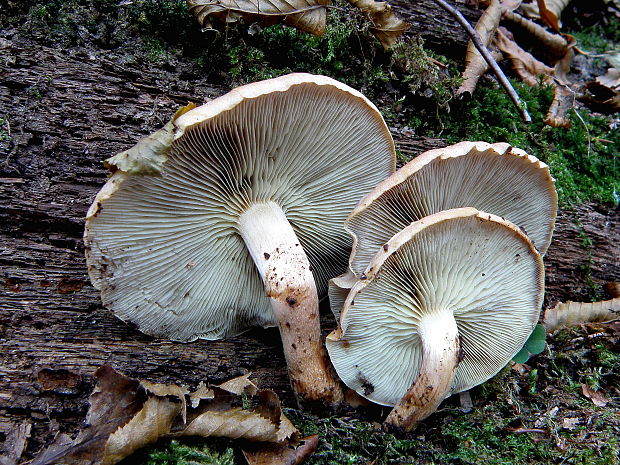 strapcovka tehlovočervená Hypholoma lateritium (Schaeff.) P. Kumm.