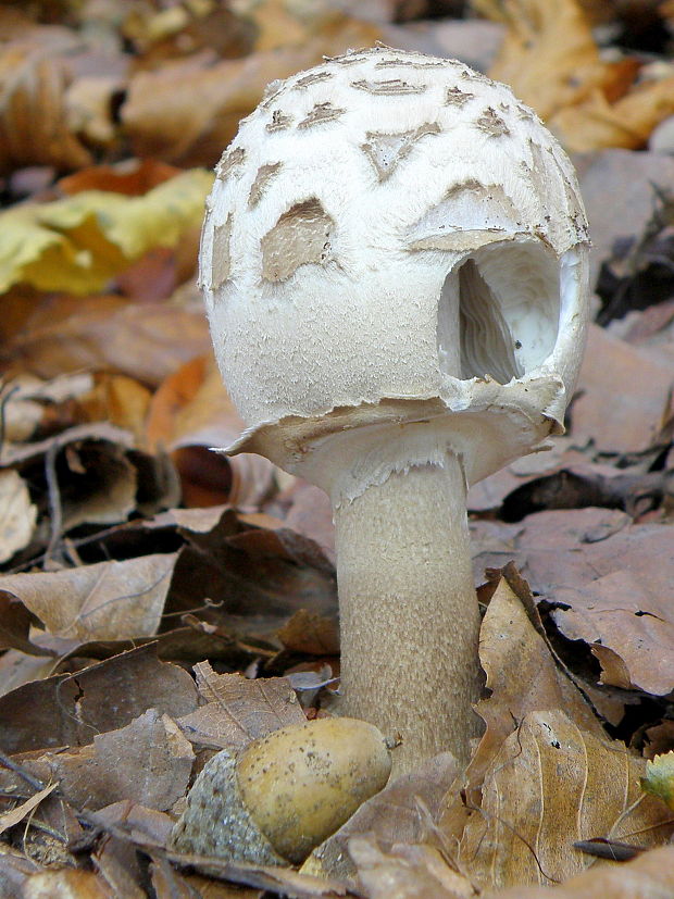 bedľa  Macrolepiota sp.