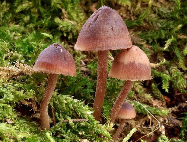 prilbička krvavomliečna Mycena haematopus (Pers.) P. Kumm.