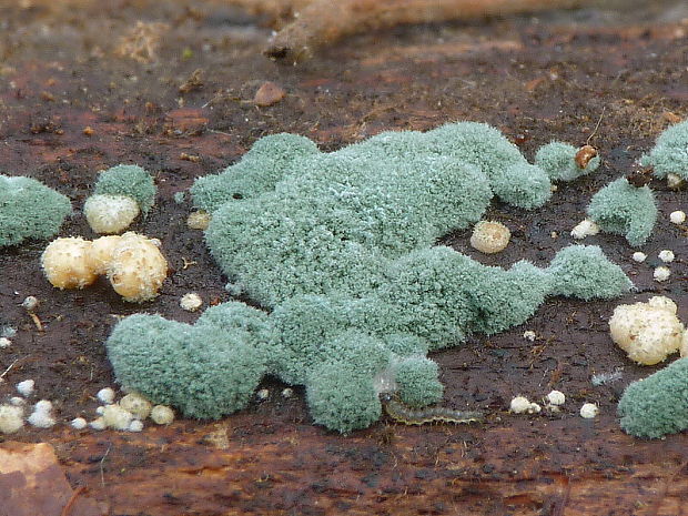 trichoderma Trichoderma strictipile Bissett