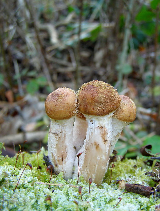 podpňovka žltá Armillaria gallica Marxm. & Romagn.