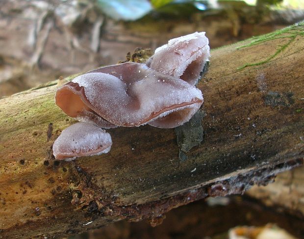 uchovec bazový Auricularia auricula-judae (Bull.) Quél.