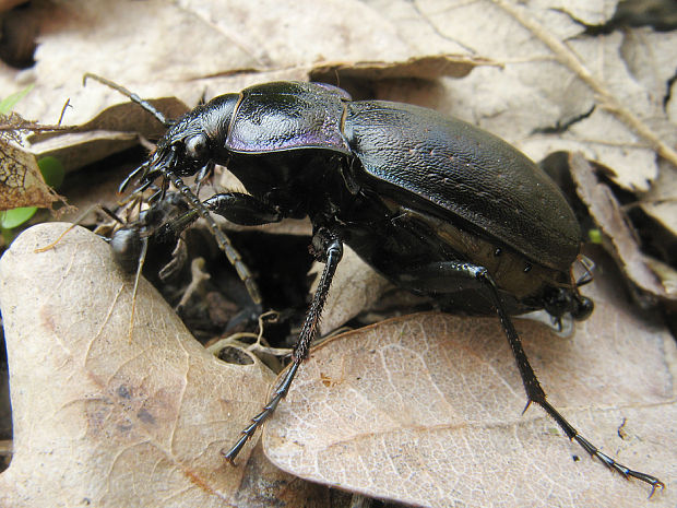 bystruška hájová Carabus nemoralis