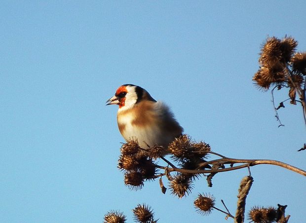 stehlík pestrý Carduelis carduelis